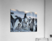 Summer Solstice  Acrylic Print