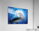Sunshine Sphyrna Acrylic Print