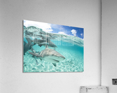 Local Leucas Acrylic Print
