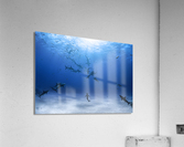 Vortex Chordata Acrylic Print