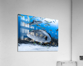 Trooper Grouper Acrylic Print