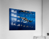 Blue Bird Acrylic Print