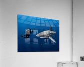 Divers Delight Acrylic Print
