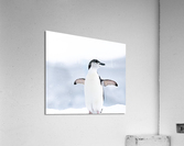 Icy Embrace Acrylic Print