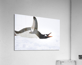 Flap & Flatter Acrylic Print