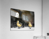Chirp & Waddle Acrylic Print