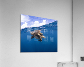 Turtle Tango Acrylic Print