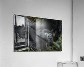 Gaze in the Congo Acrylic Print