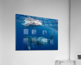 First Glance Acrylic Print