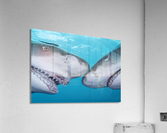 Nictitating Smile Acrylic Print