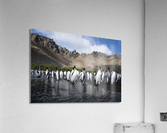 Southern Kings  Acrylic Print