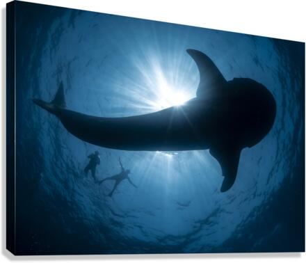 Tremendous Tracings Canvas Print