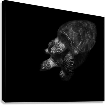 Courting Chelonioidea Canvas Print