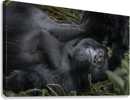 Gaze in the Congo Canvas Print