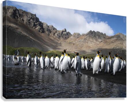 Southern Kings  Canvas Print