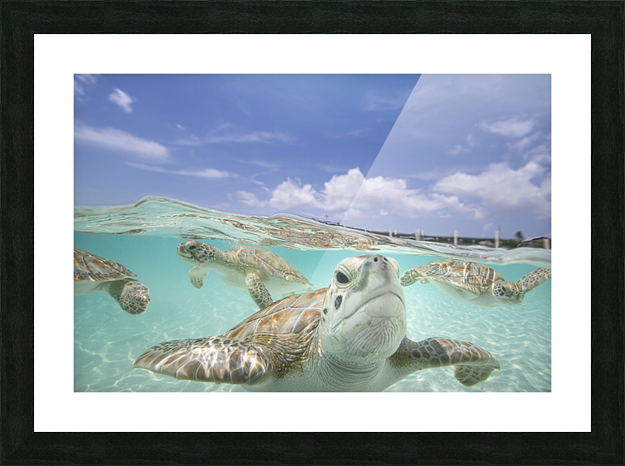 Turquoise Turtles Picture Frame print