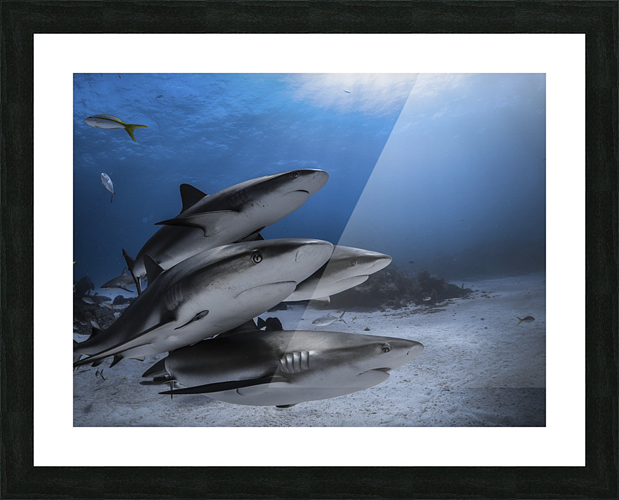 The Four Picture Frame print