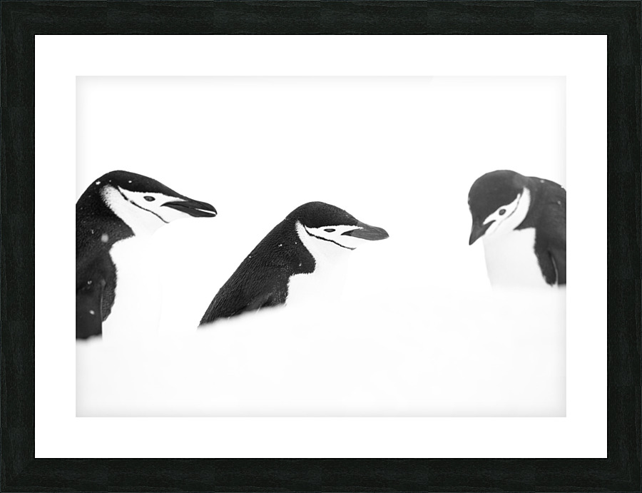 The Three Picture Frame print