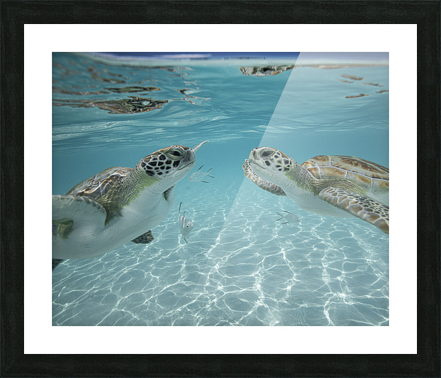 The Two Picture Frame print