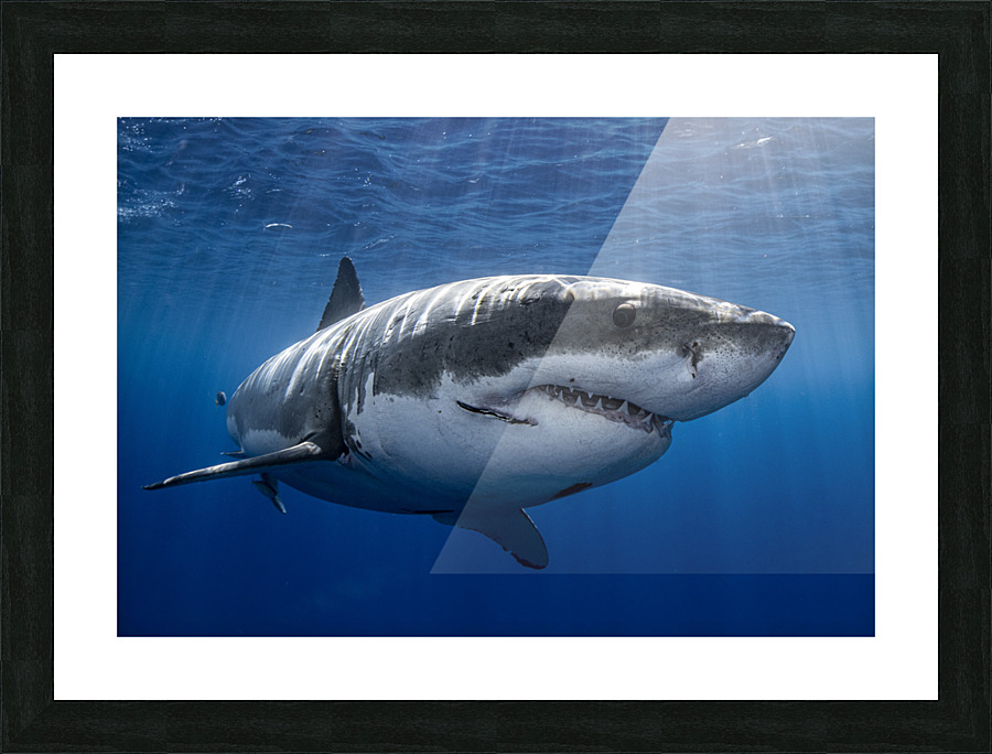 The One Picture Frame print