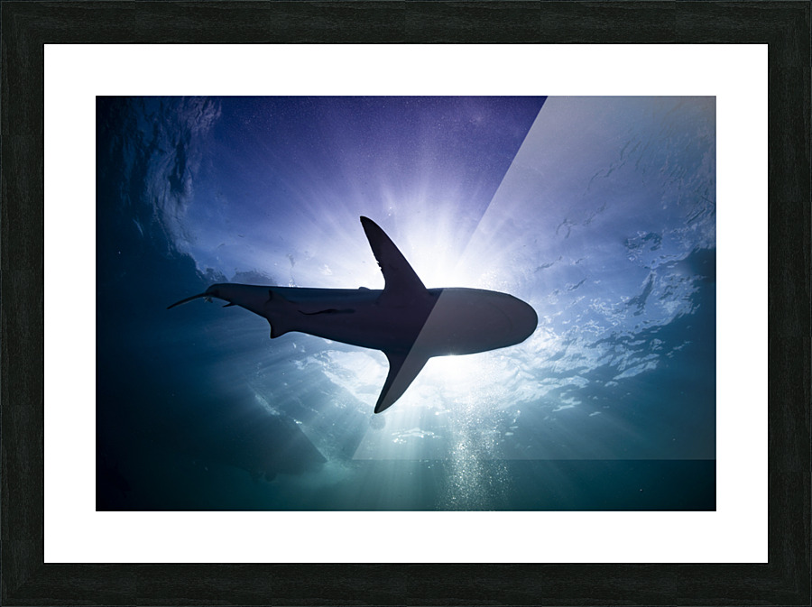 Silhouette  Picture Frame print
