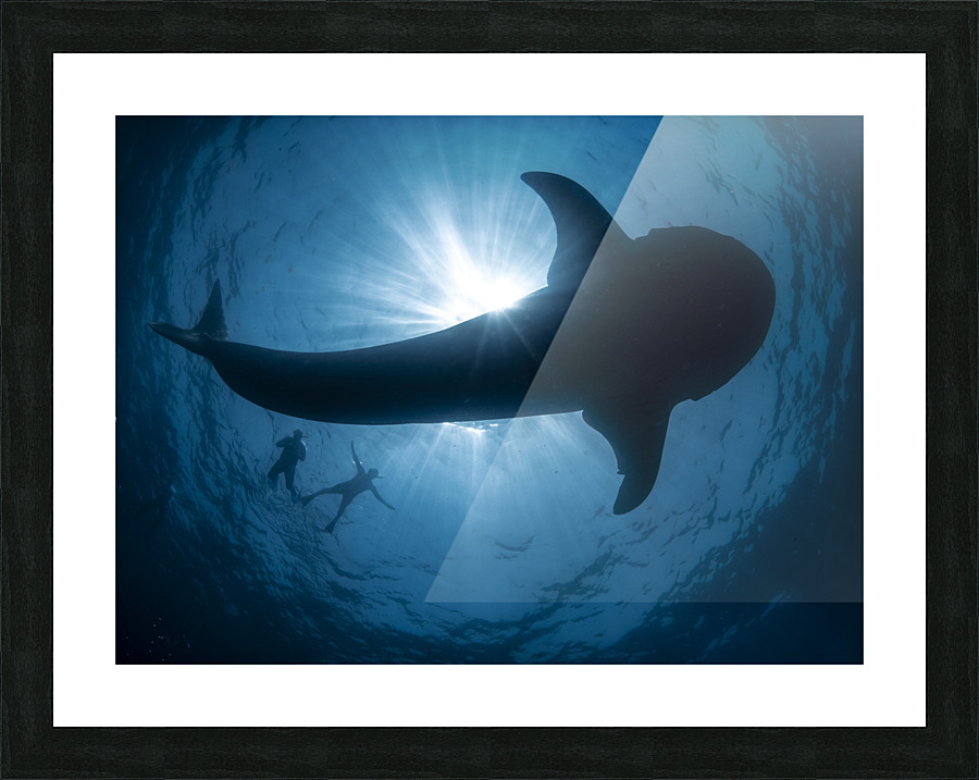 Tremendous Tracings Picture Frame print