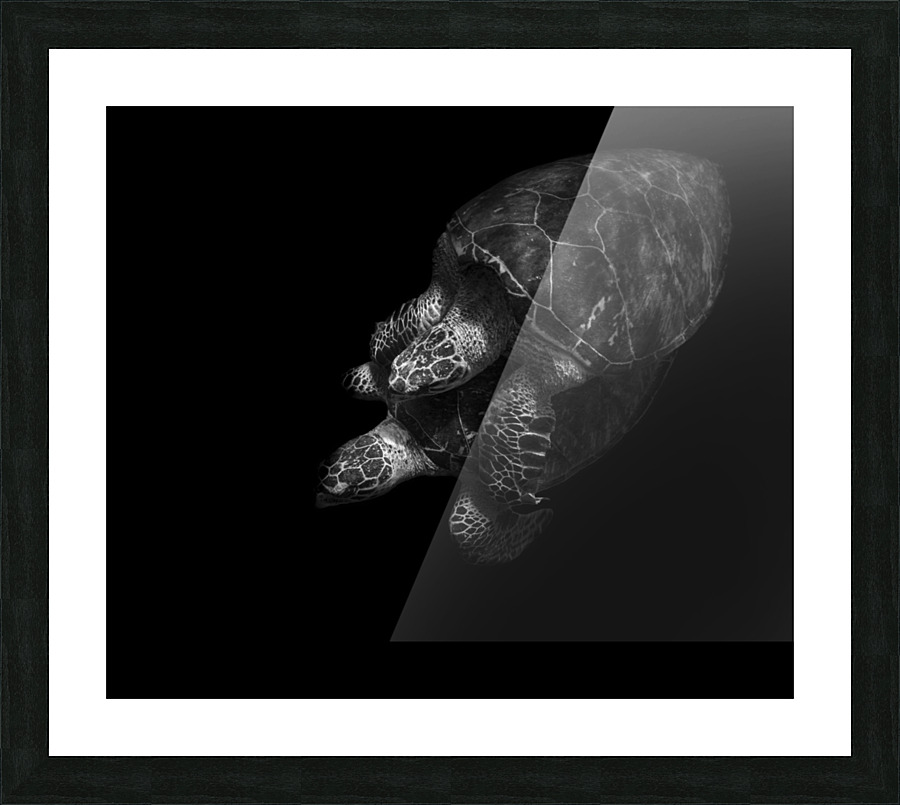 Courting Chelonioidea Picture Frame print