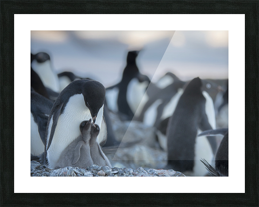 Summer Solstice  Picture Frame print