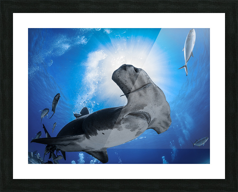 Sunshine Sphyrna Picture Frame print