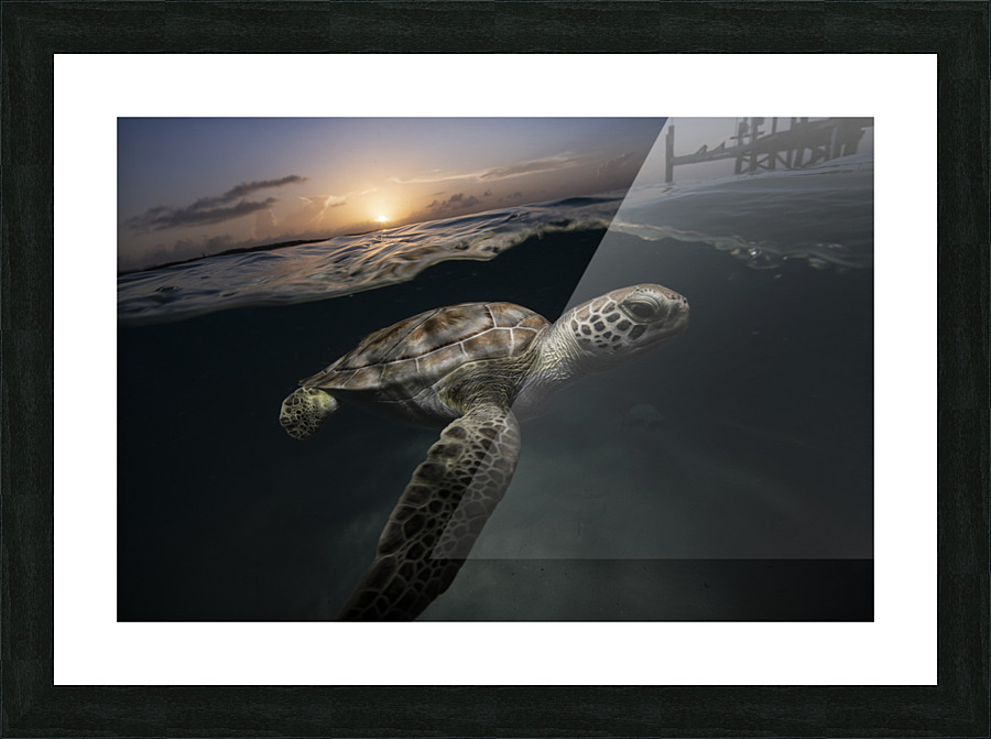 Dodging Dusk Picture Frame print