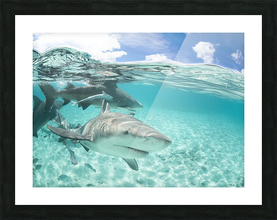 Local Leucas Picture Frame print