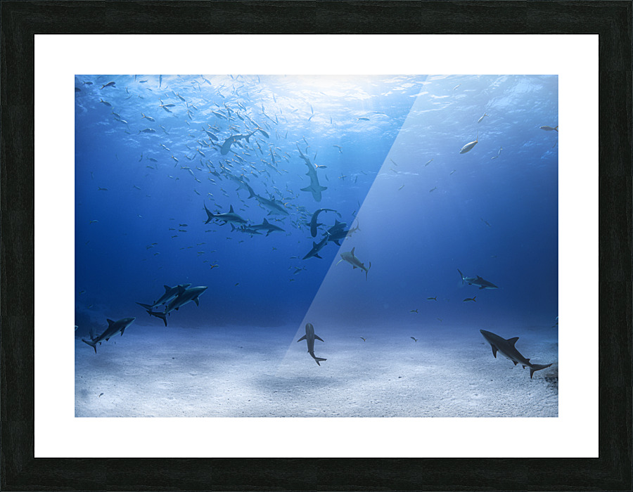 Vortex Chordata Picture Frame print