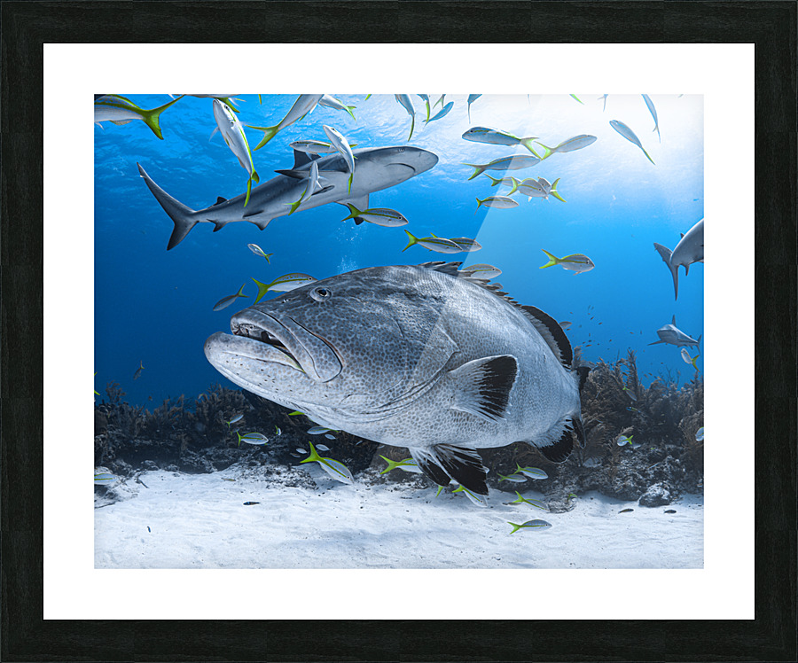 Trooper Grouper Picture Frame print