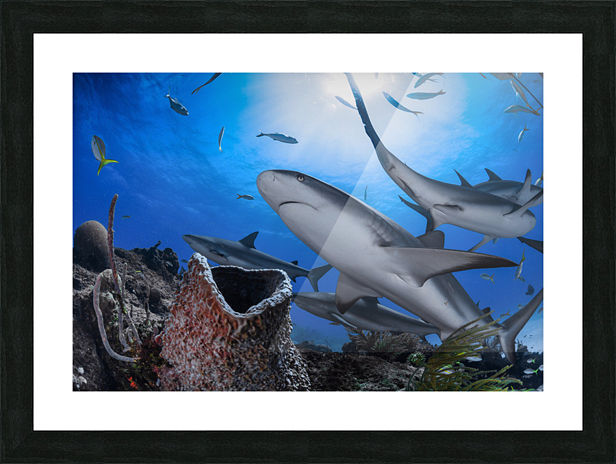 Reef Roamers Picture Frame print