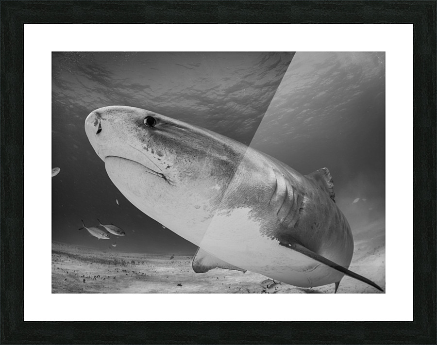 Requiem Picture Frame print
