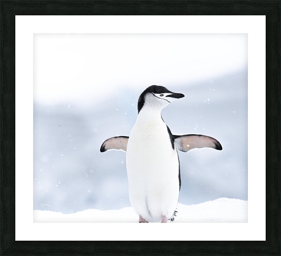 Icy Embrace Picture Frame print