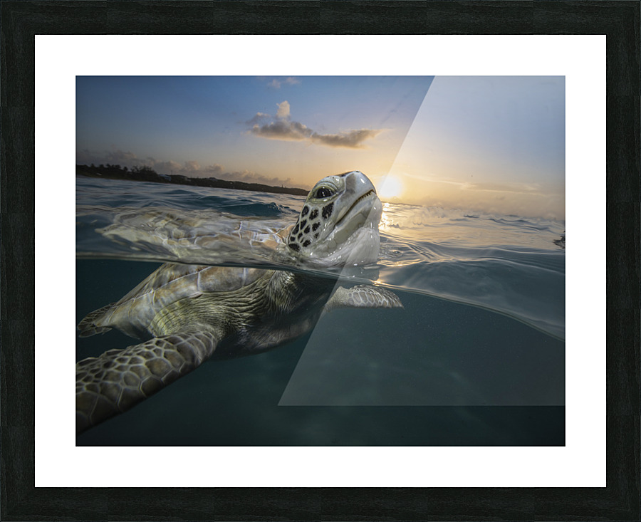 Sunset Sigh Picture Frame print