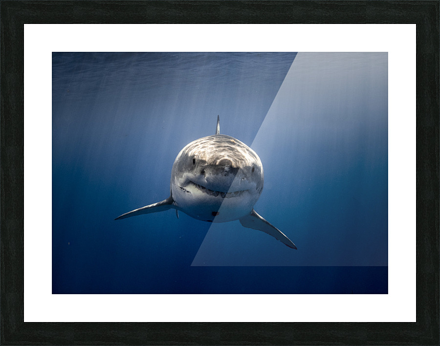 Blue Sneer Picture Frame print