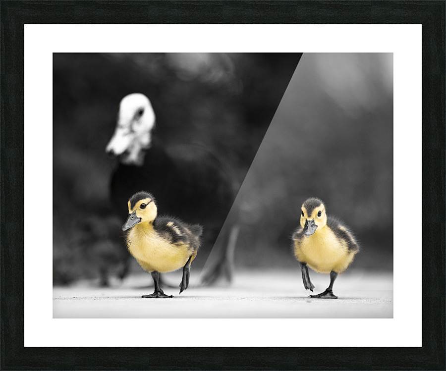 Chirp & Waddle Picture Frame print