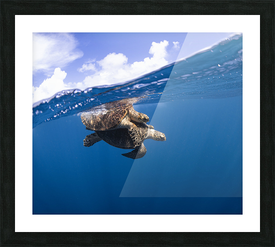 Turtle Tango Picture Frame print