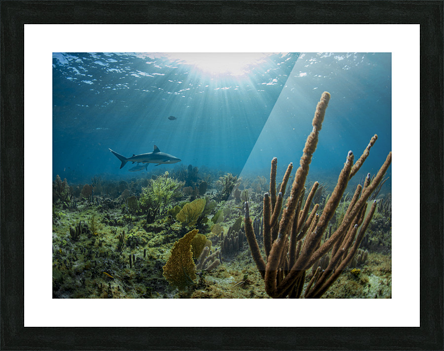 Garden Garrison Picture Frame print