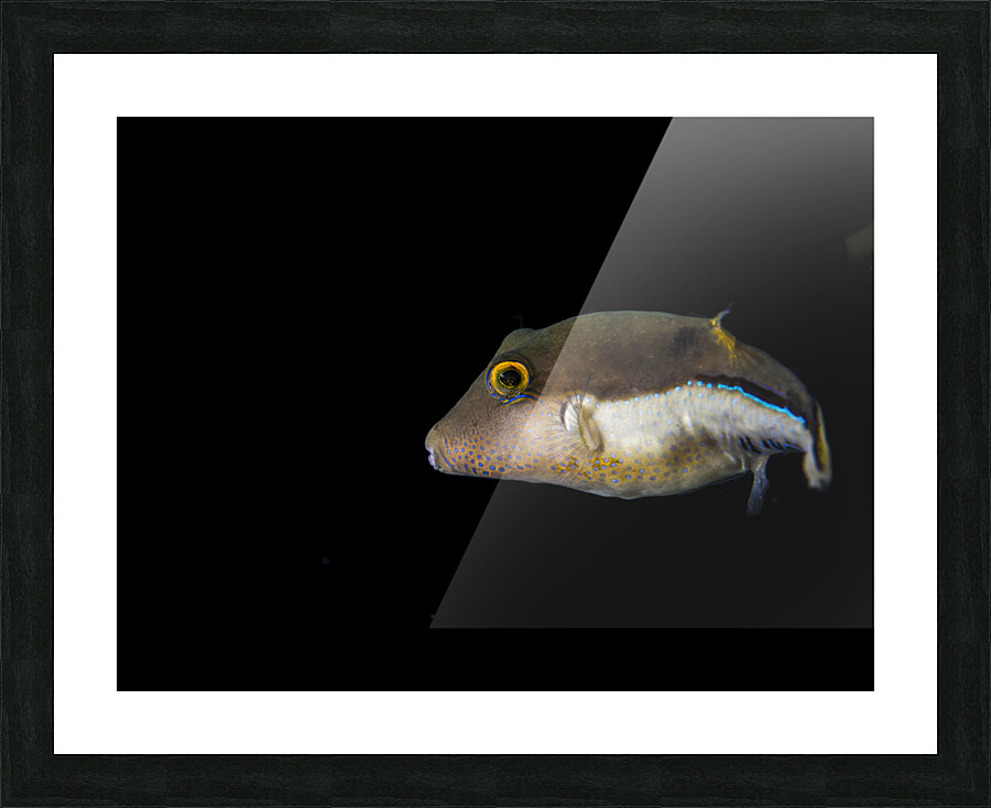 Introvert Picture Frame print