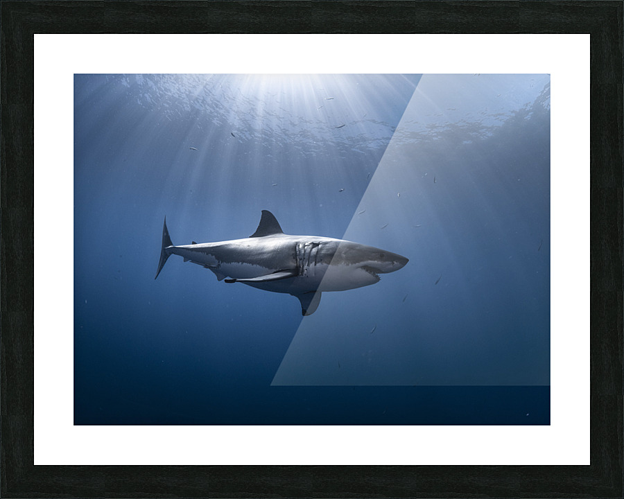 Carnivore Coruscation Picture Frame print