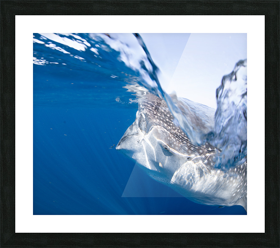 Splish Splash Picture Frame print