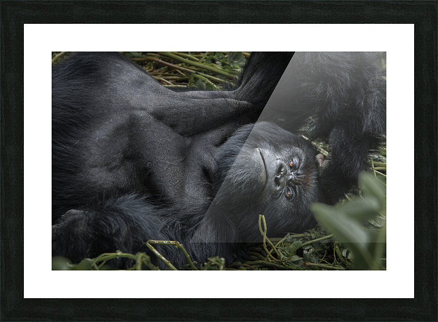 Gaze in the Congo Picture Frame print