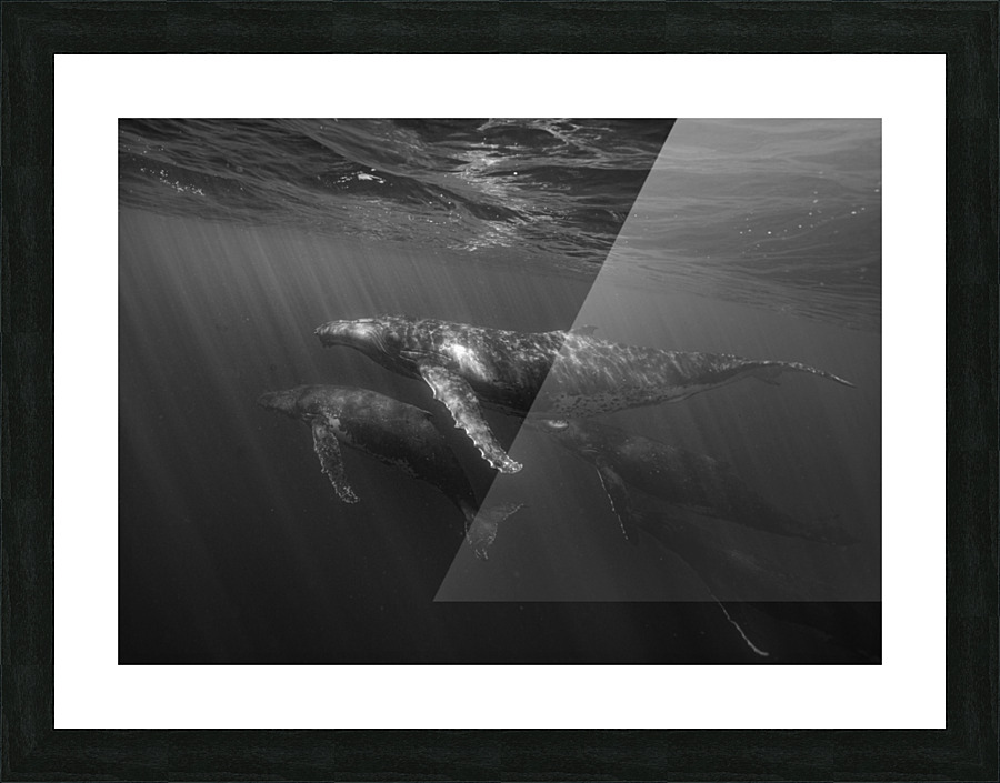 Migrating Megaptera Picture Frame print
