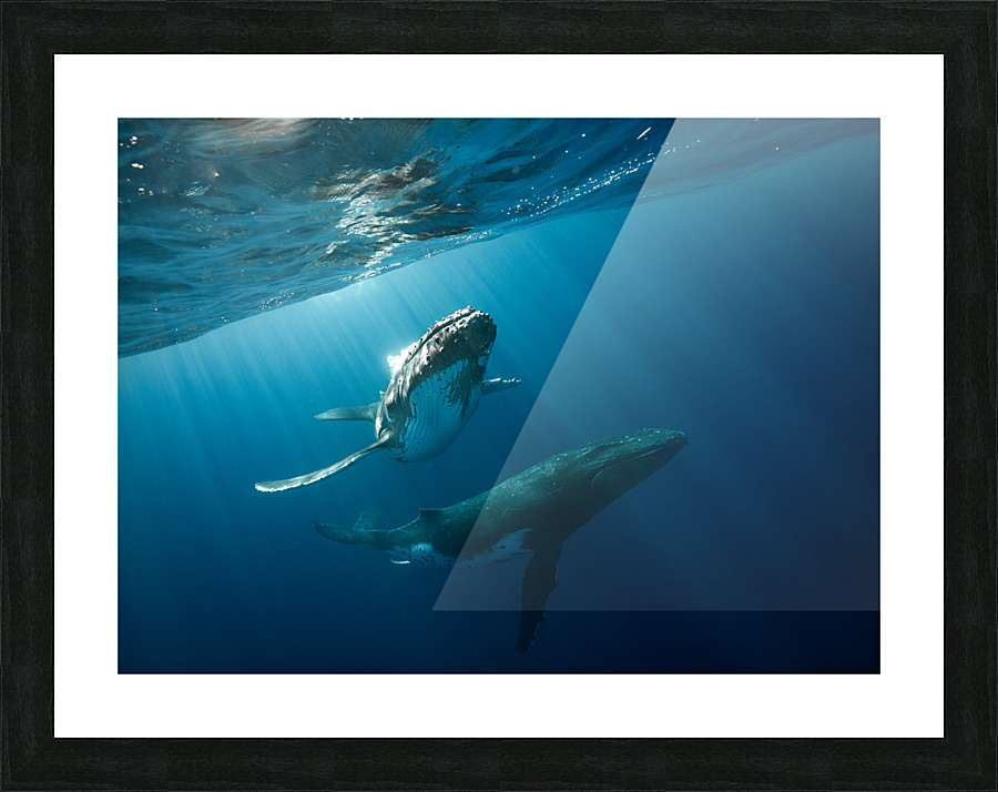 Aurora Picture Frame print