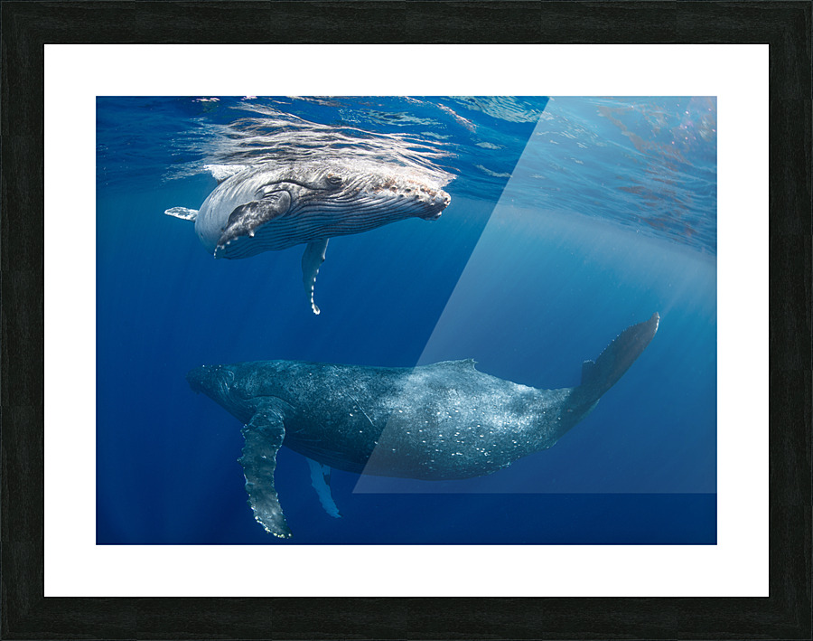 First Glance Picture Frame print