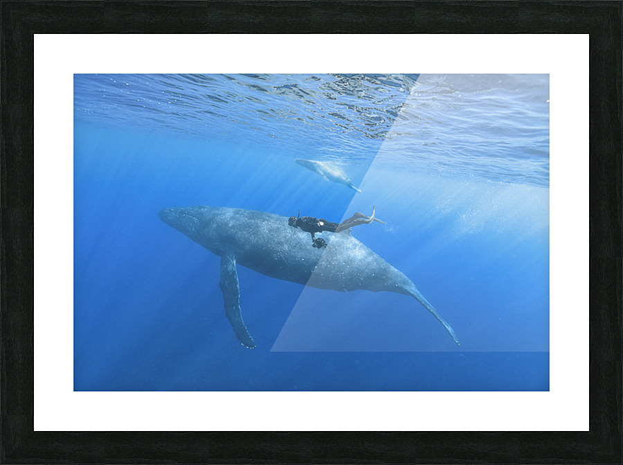 Bubba Down Under Picture Frame print