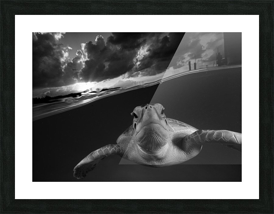 Evenin Turt Picture Frame print